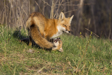 Red fox pups in spring