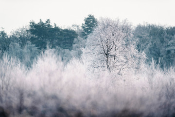Fototapeta na wymiar Bare tree with hoarfrost in winter landscape.