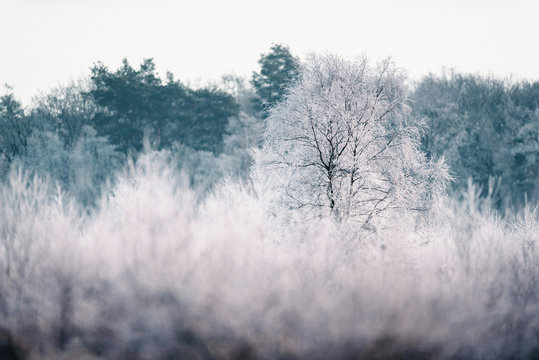 Bare tree with hoarfrost in winter landscape.