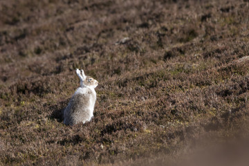 mountain hare