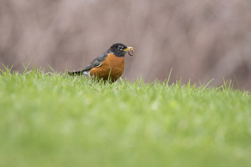 American Robin eating a worm