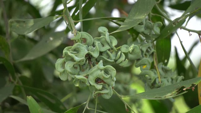 Acacia auriculiformis Cunn