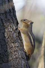 Eastern Chipmunk in spring
