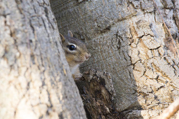 Fototapeta premium Eastern Chipmunk in spring