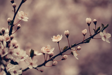 White sakura flower blossoming as natural background on blurred backdrop