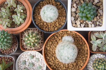 Cactus in pot on wooden background