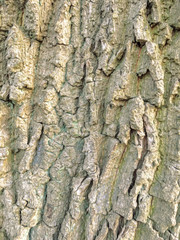 Bark