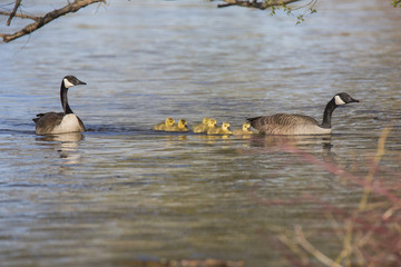 Canada Goose babies