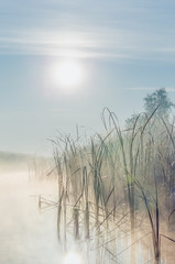 River with reed reflected in the Delta of the Volga River at foggy sunrise, Russia