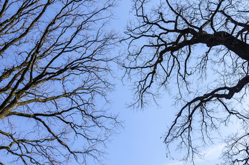 Branches of a tree without leaves against the sky.