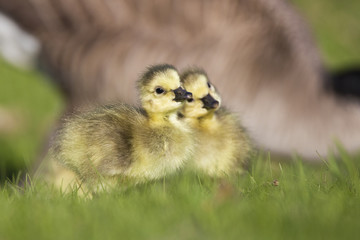 Canada Goose babies