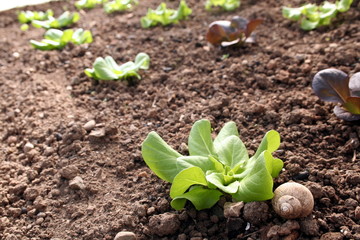 Close up of a green lettuce cultivation in a sustainable greenhouse in countryside