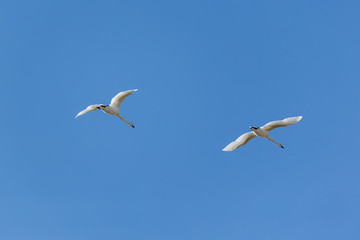 Flock of swans on a background of the blue sky flight in the Delta of the Volga River, Russia