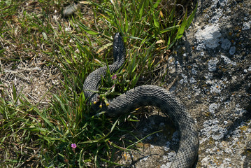 Non venomous adder snake hunt in the green grass on a sunny warm spring day.