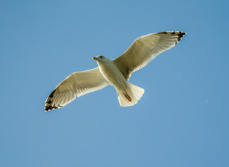 Seagull flying over river in the Delta of the Volga River, Russia