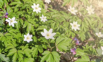 First spring flowers.