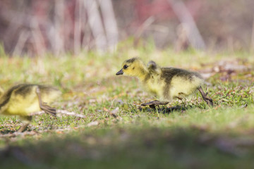 Canada Goose babies
