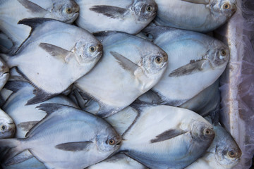 Fresh seafood on the market.