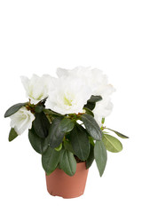 Mini-azalea with big white flowers,  isolated, a white background