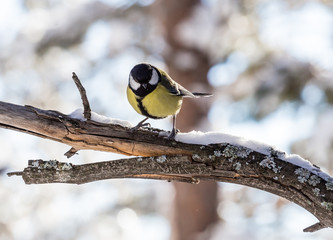 Blue tit (Parus caeruleus) perched on a frosty tree. Resort Belokurikha. Altai, Russia