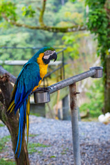 Beautiful blue and yellow macaw