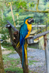Beautiful blue and yellow macaw