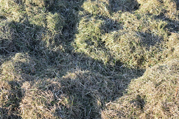 Cut grass on the lawn, unharvested hay.