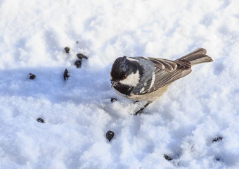 Titmouse, eating sunflower seeds in the winter on snow.
