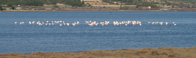 Naklejka premium Flamants roses