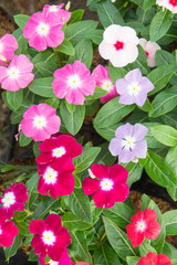 Catharanthus roseus Planted to decorate the house or garden.