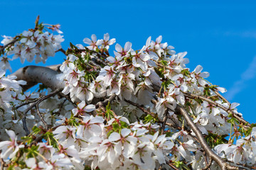 Kirschblüte im Frühling
