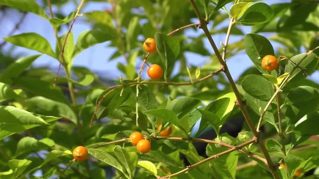 Orange berries on the bushes among the green