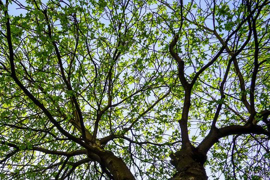 Treetop In Spring, View From Under A Tree