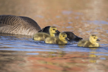 Canada Goose babies