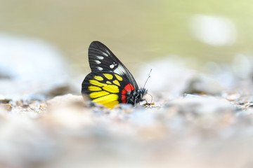 butterfly