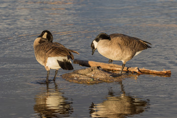 Canada Geese Reflected in Lake