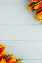 Red and yellow tulips lying in a row on pastel background with place for text. Spring concept. Flat lay, top view.