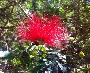 Flower of the cerrado