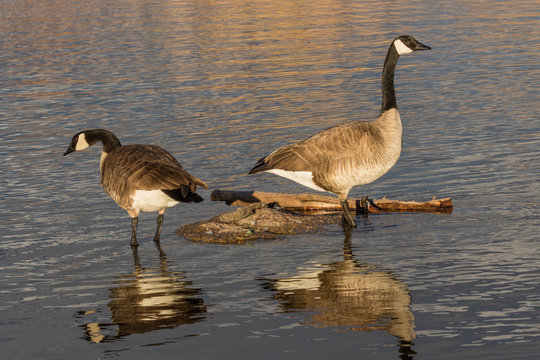 Canada Geese Reflected in Lake