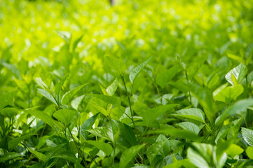 natural green leaf for background.