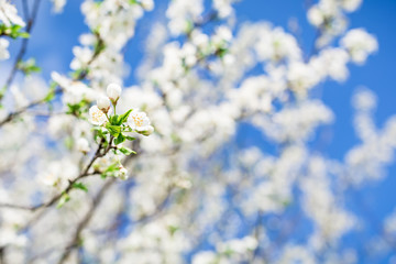Flowering tree with white flowers in blooming garden and sky. Floral background.