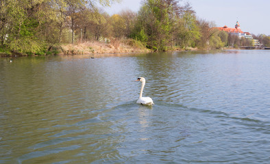 swan, bird, water,nature, Swan af the lake