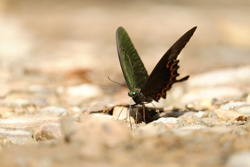 butterfly