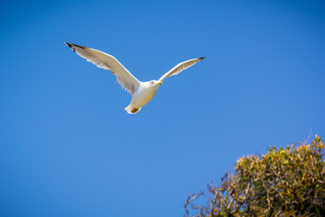 White gull in blue sky