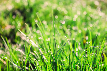 Green grass with dew and sun rays. Summer background