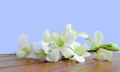 Fototapeta na wymiar Orchid, Dendrobium white. Fresh cut flower on wooden table, blue background.