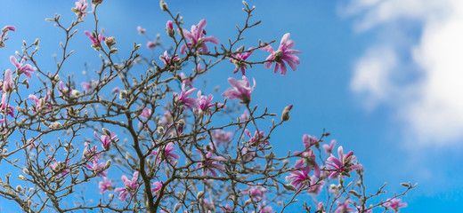 Magnolie, rosa, Frühling, Panorama