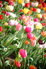 Buntes Tulpenfeld  / Ein landwirtschaftliches Feld von bunten und farbenfrohen Tulpen.