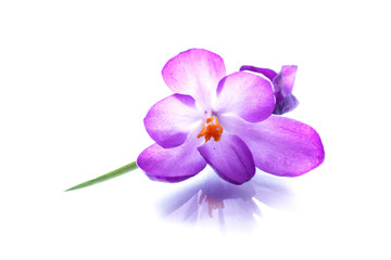 Fototapeta na wymiar Beautiful purple crocus flower