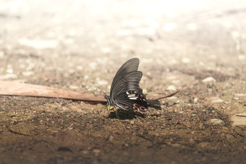 butterfly